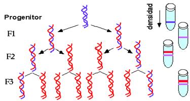 http://www.biologia.arizona.edu/molecular_bio/problem_sets/nucleic_acids/graphics/M_SExp2.GIF