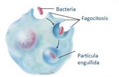 Fagocitosis.JPG