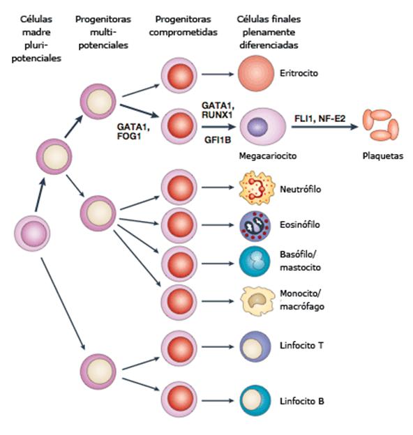 diferenciación células sanguíneas