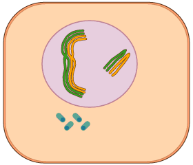 meiosis I