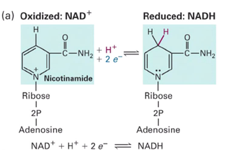 NAD Y NADP