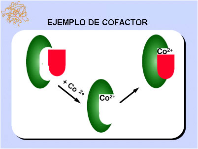 cofactor