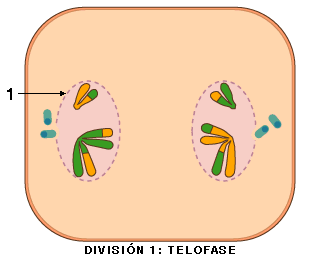 telofase