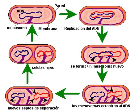 dibujo de arqueobacterias