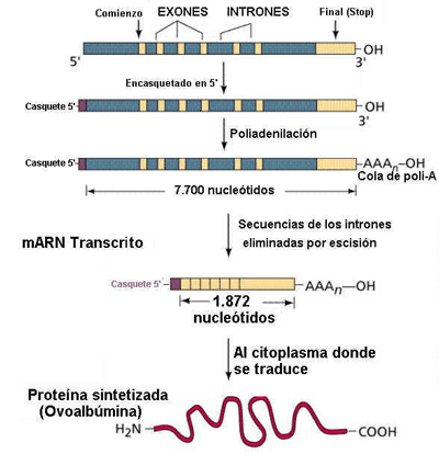 La transcripción es el proceso de fabricación de RNA. Tomada de www.efn.uncor.edu