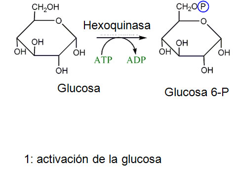 gluco1