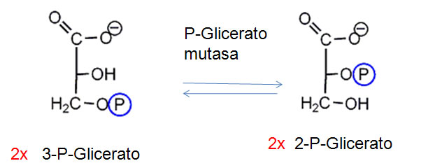 gluco6