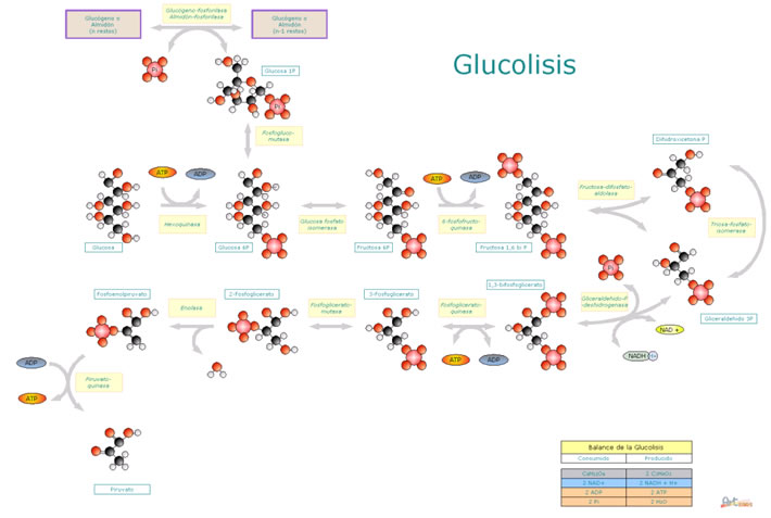 repaso de glucólisis