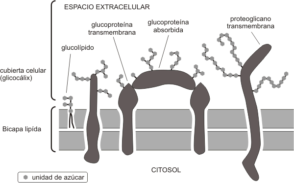 glicocálix
