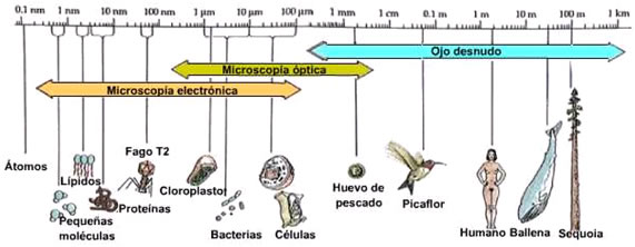 microscopia