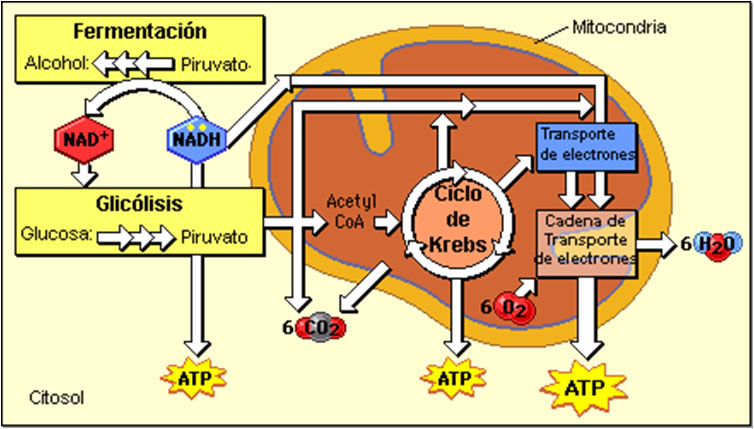 Resultado de imagen para mitocondria y ciclo de krebs