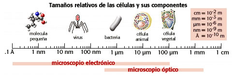 tamaño