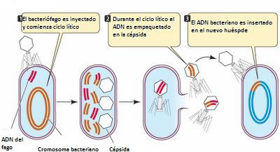 transducción