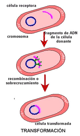 transformación