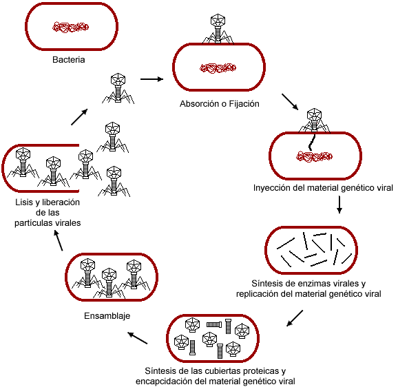 ciclo lítico virus