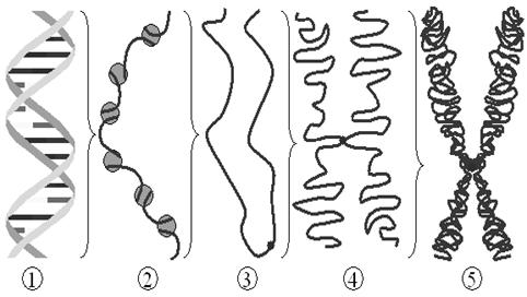 Imagen:Chromatin chromosome.png