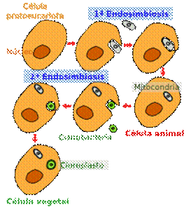 Endosimbiosis