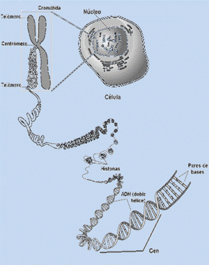 Los genes están formados por DNA y se encuentran en los cromosomas