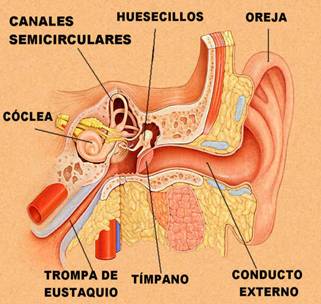 'Estructura interna de oído. Adaptado de www.tchain.com'