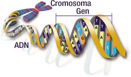 http://aportes.educ.ar/biologia/Cromosoma_Gen_ADN_.JPG