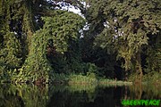 Bosques primarios en la orilla del río Lukenie, en la provincia de Bandundu (República Democrática del Congo)