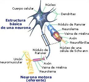 neurona3