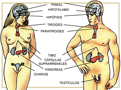 Situación anatómica de las diferentes glándulas endocrinas