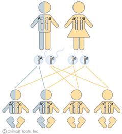 http://images1.clinicaltools.com/images/gene/ad_diagram_large.jpg