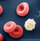 P242380-Blood_cells,_SEM-SPL