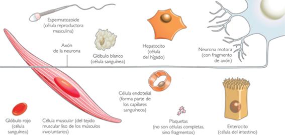 tipos de células de kalipedia