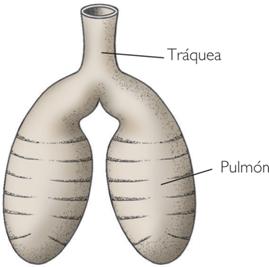 Pulmones de anfibio