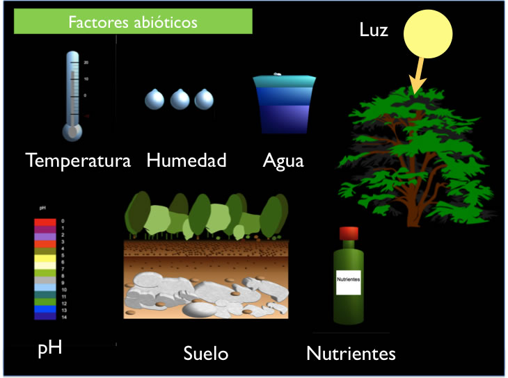 Son los factores abióticos a tener en cuenta en un ecosistema