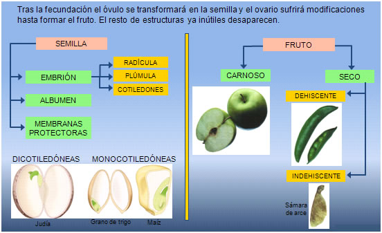 La Función De Reproducción En Los Seres Vivos 1º Bachiller Cosas De Ciencias Isabel Etayo 6407