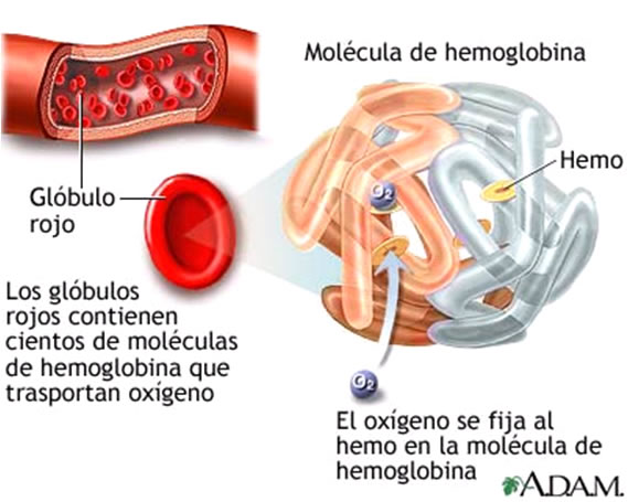 hemoglobina