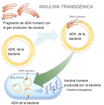 insulina transgénica