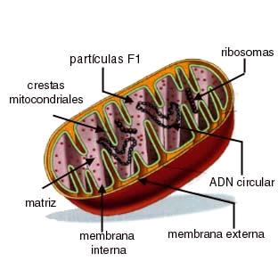 mitocondria