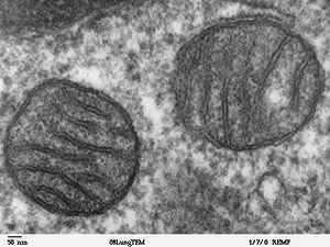mitocondira