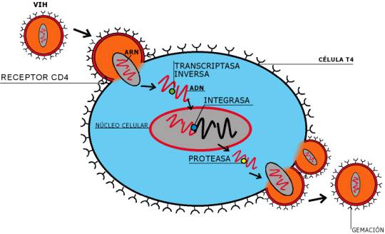 virus del SIDA y su transmisión.
