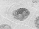 profase.jpg